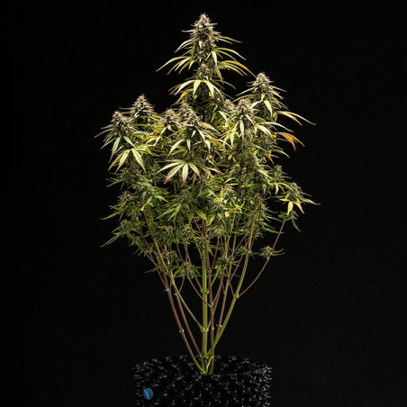 Orion F1 Auto