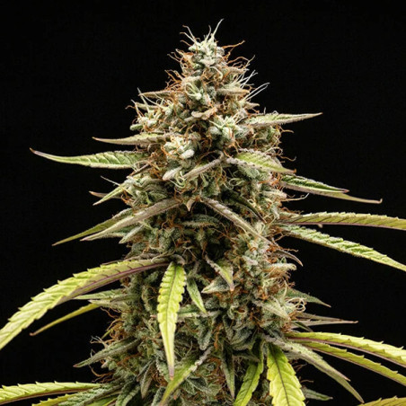 Orion F1 Auto