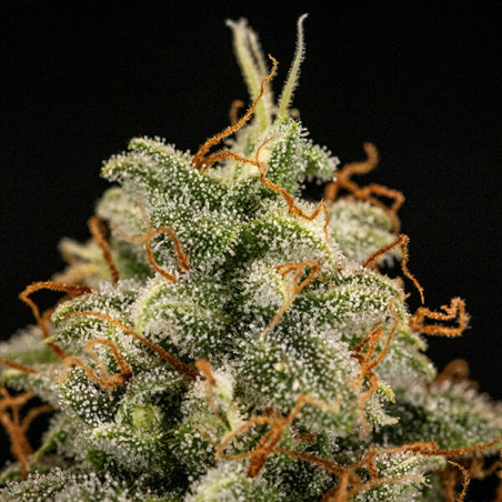 Titan F1 Auto