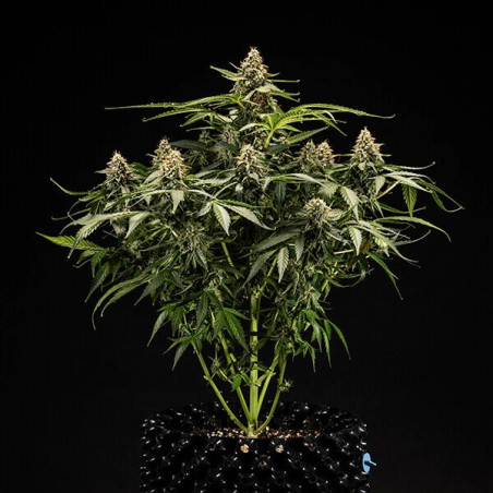 Titan F1 Auto
