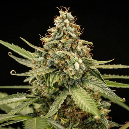 Titan F1 Auto