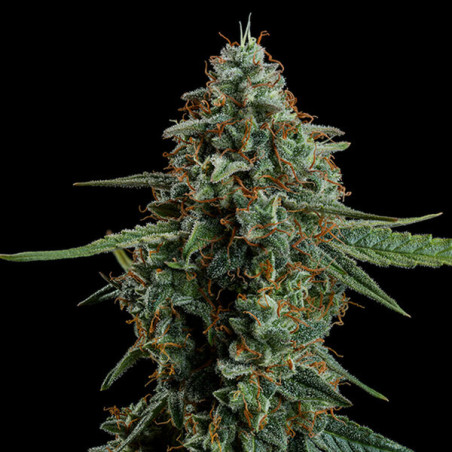 Apollo F1 Auto