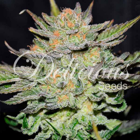 Blue Ace Auto CBD®