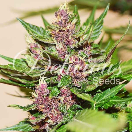 Dark Purple Auto ®