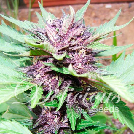 Dark Purple Auto ®