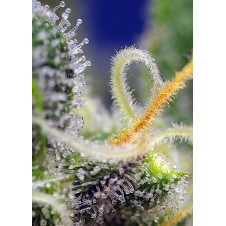 Honey Peach Auto CBD®