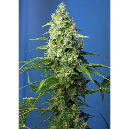 Honey Peach Auto CBD®