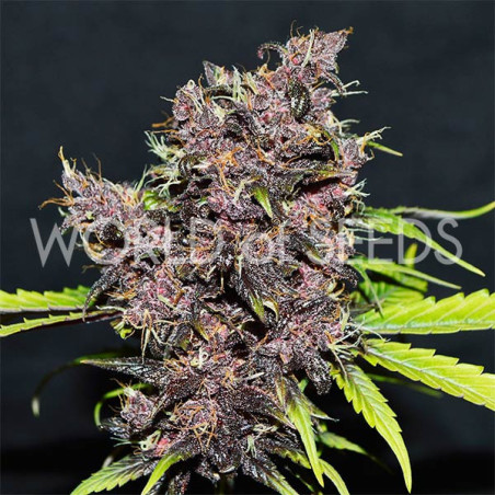 Purple Afghan Kush Ryder Auto