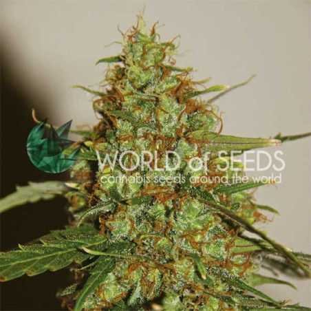 Wild Thailand Ryder Auto