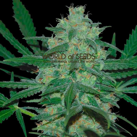 Pakistan Valley - Regular
