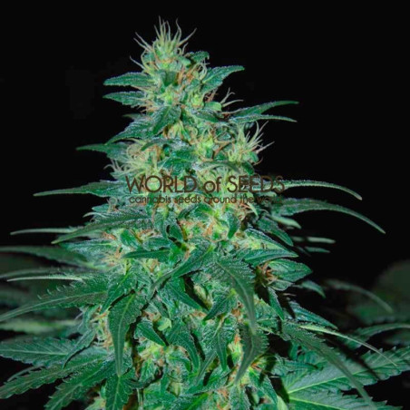 South African Kwazulu - Regular