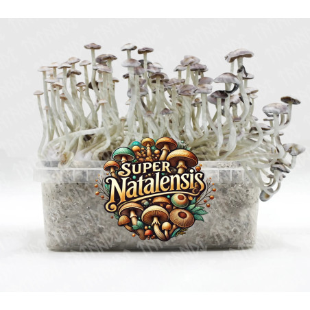 Super Natalensis