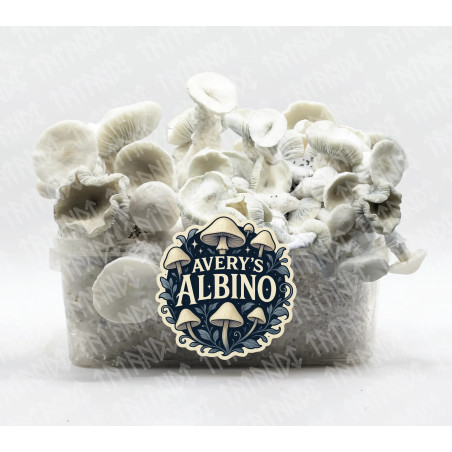 Averis Albino