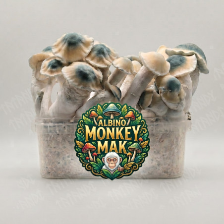 Albino Monkey Mak